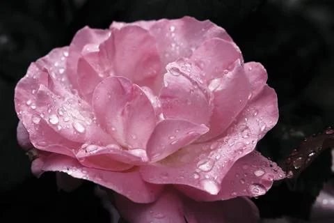 Rose flower Stock Photos
