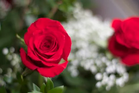 Rose Flower Stock Photos