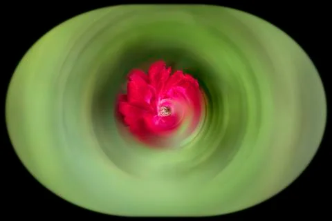 Rose Flower Stock Photos