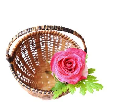 Rose flower Stock Photos