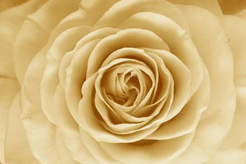 Rose flower Foto stock
