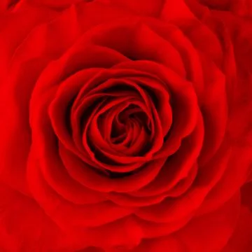 Rose flower Stock Photos