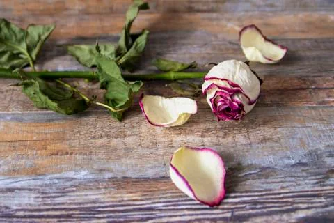 Rose flower. Stock Photos