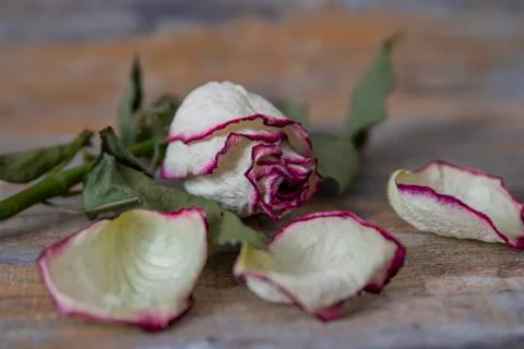 Rose flower. Stock Photos