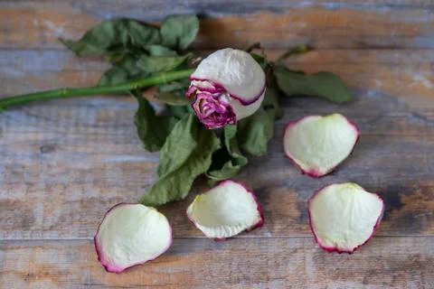 Rose flower. Stock Photos
