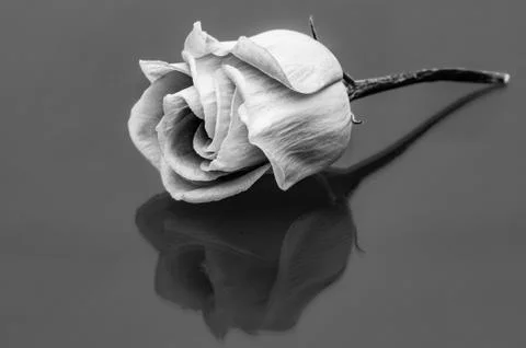 Rose flower 库存照片