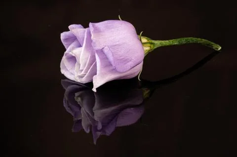 Rose flower Stock-Fotos
