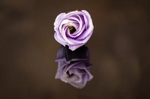 Rose flower Stock-Fotos