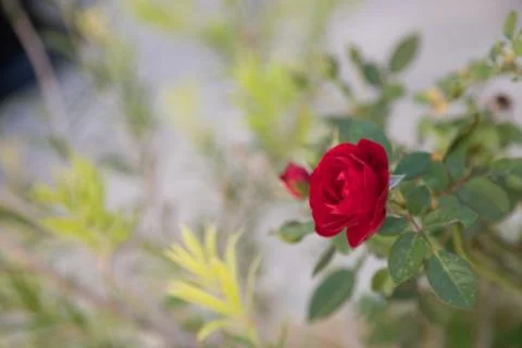 Rose flower Foto stock