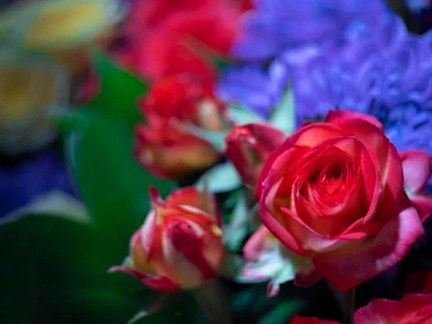 Rose flower Stock Photos