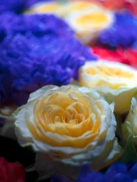 Rose flower Stock Photos
