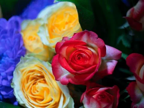 Rose flower Stock Photos