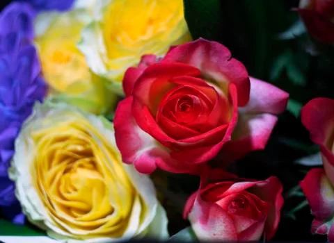 Rose flower Stock Photos