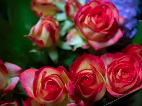 Rose flower Foto stock