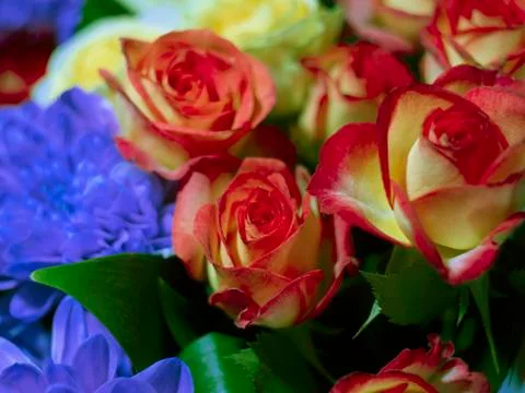 Rose flower Foto stock