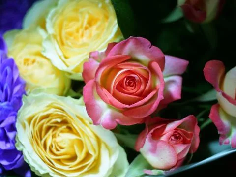 Rose flower Stock Photos