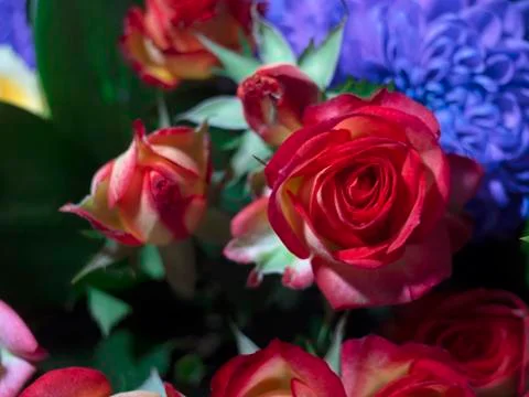 Rose flower Foto stock