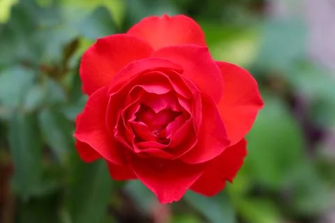 Rose flower Fotos de archivo