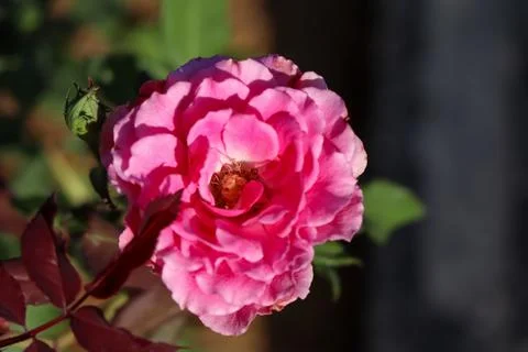 Rose flower Stockfoto's