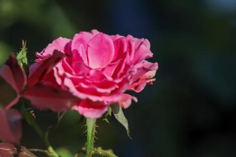 Rose flower Foto stock