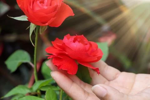 Rose flower Stock Photos