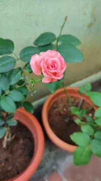 Rose Flower Stock Photos