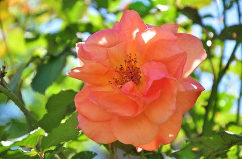 Rose flower Stock Photos