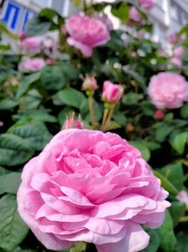 Rose flower Stock Photos