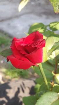 Rose Flower Stock Photos