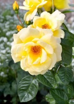Rose flower Stock Photos
