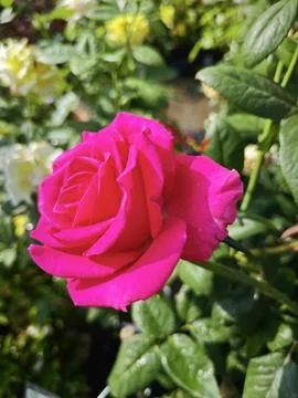 Rose flower Stockfoto's