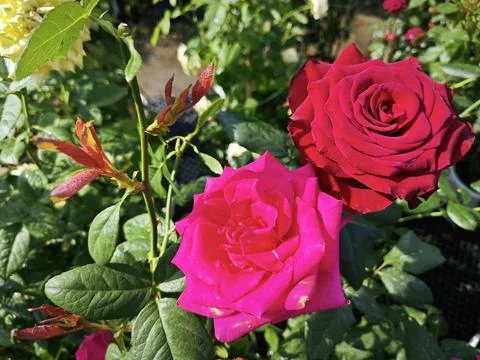 Rose flower Stockfoto's