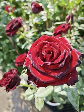 Rose flower Foto stock