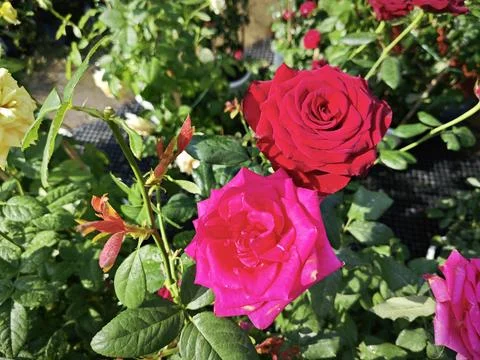 Rose flower Stockfoto's