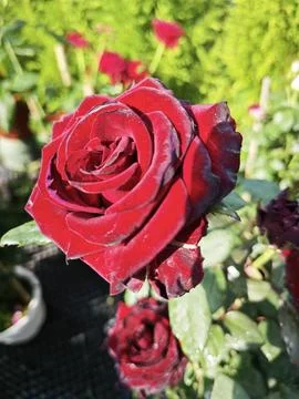 Rose flower Stockfoto's