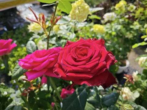Rose flower Stock Photos