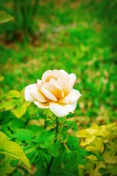 Rose flower Foto stock