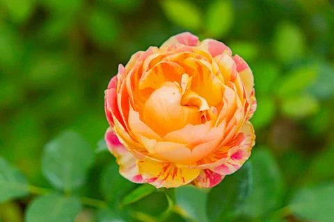 The rose flower. Foto stock