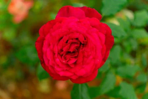 The rose flower. Foto stock