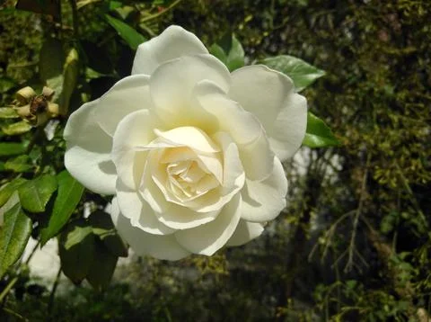 Rose flower Stock Photos