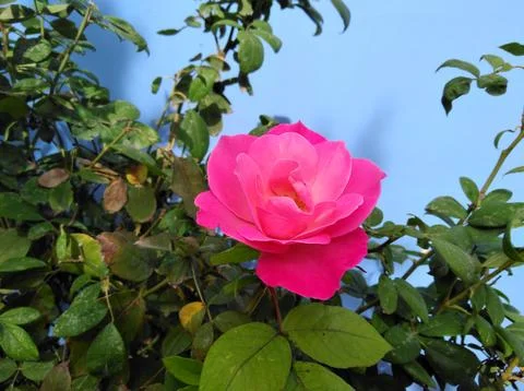 Rose flower Stock Photos