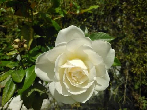 Rose flower Stock Photos
