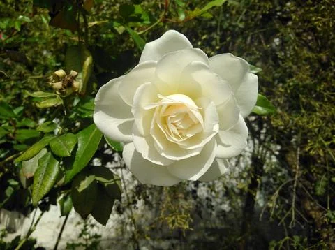 Rose flower Foto stock