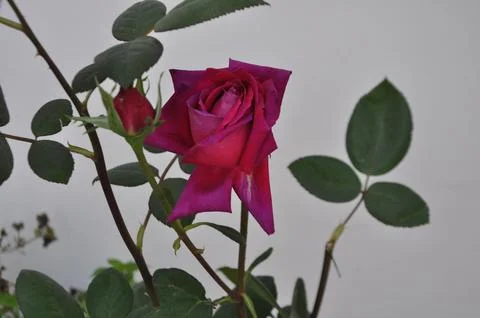 Rose flower Stock Photos