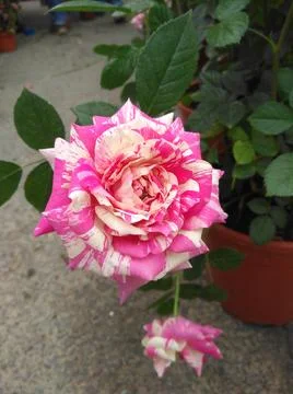 Rose flower Stock Photos
