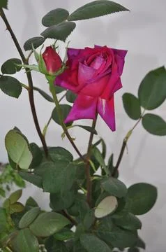 Rose flower 스톡 사진