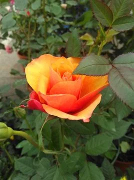 Rose flower 스톡 사진