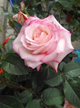 Rose flower Stock Photos