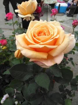 Rose flower Stock-Fotos