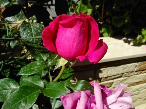 Rose flower Stock Photos